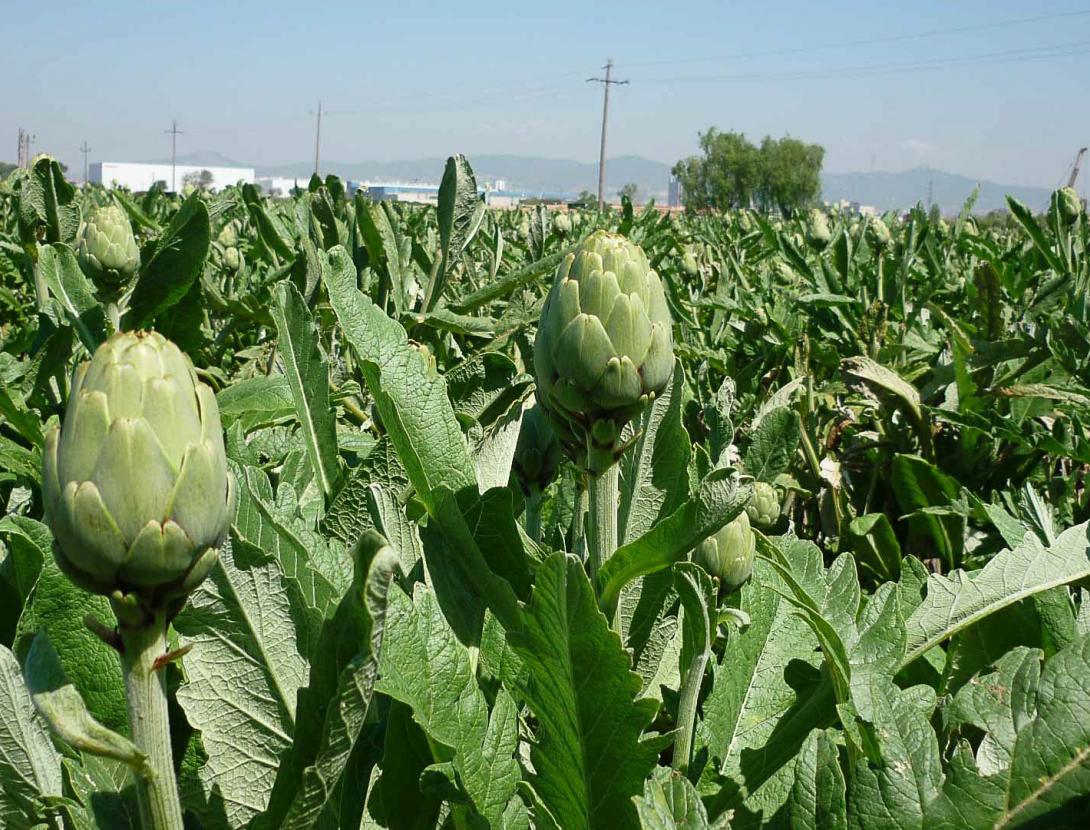 Masia Can Comas - Centre d'Informació i Gestió ho_carxofa_10(2).jpg