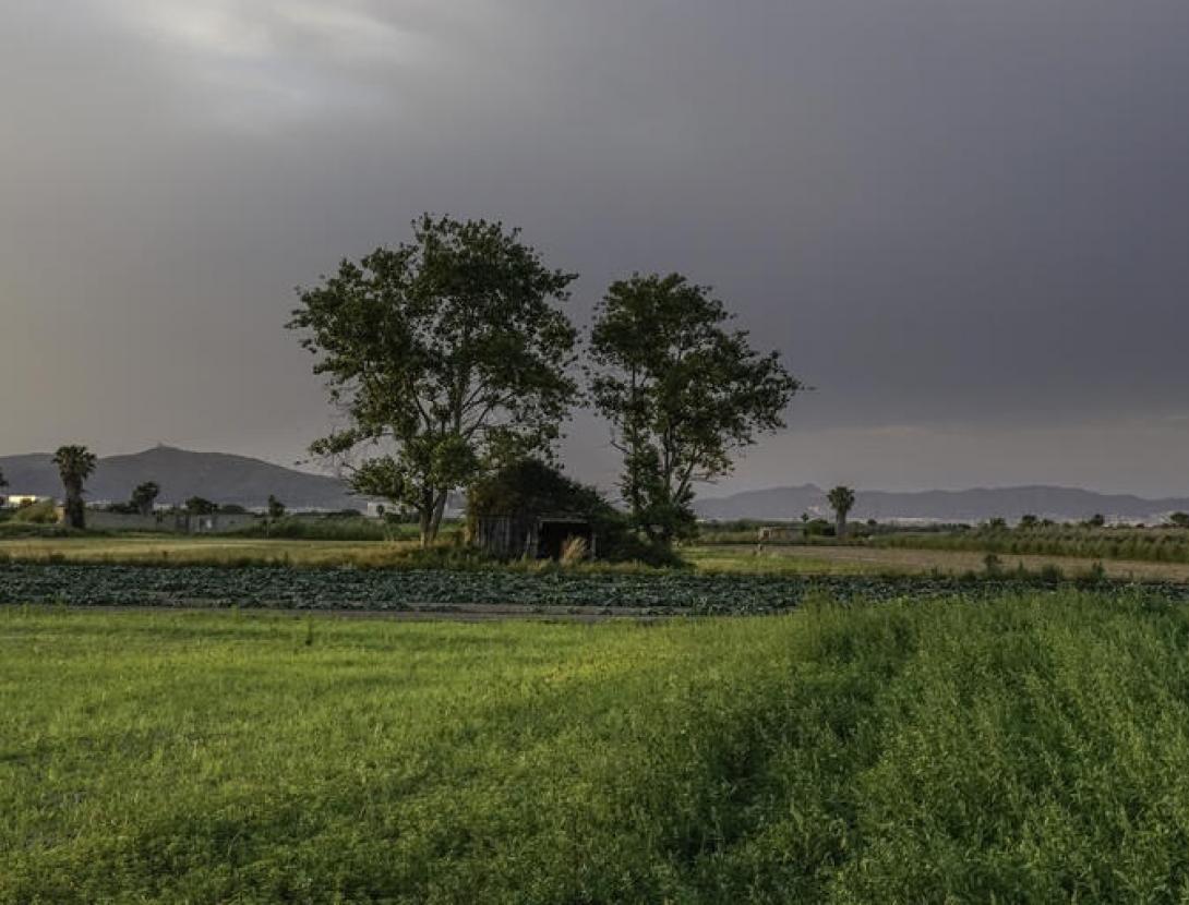 Paisatge agrari Paisatge agrari