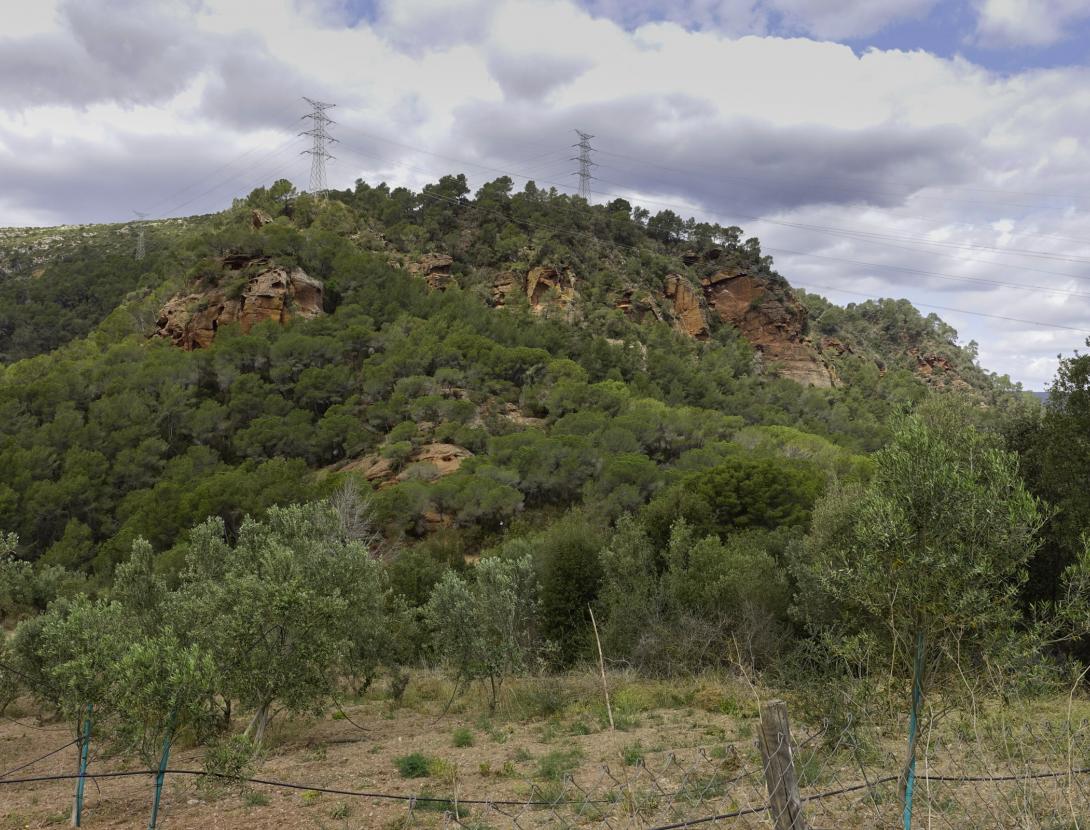 Cirerers de Torrelles de Llobregat Cirerers de Torrelles de Llobregat