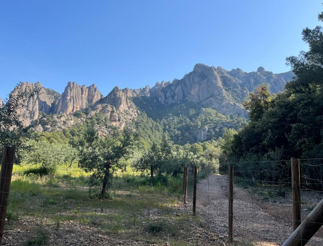 Camí de l'Oli